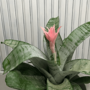 Bromeliad (Pink)