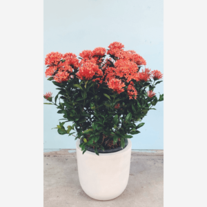 Ixora