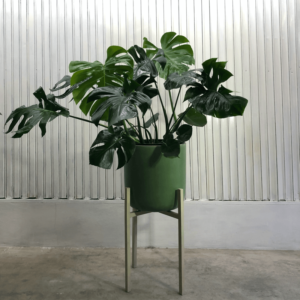 Monstera