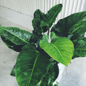Moonlight Philodendron