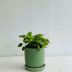Pothos