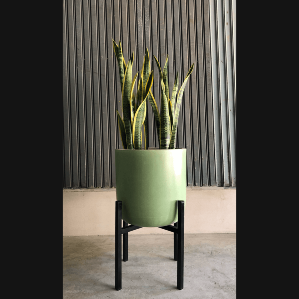 Snake Plant (Yellow) - Medium