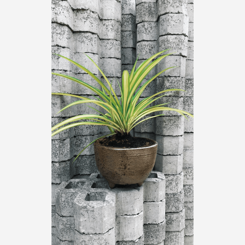 Spider Plant