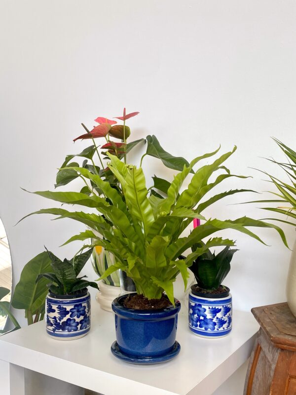 Osaka Fern