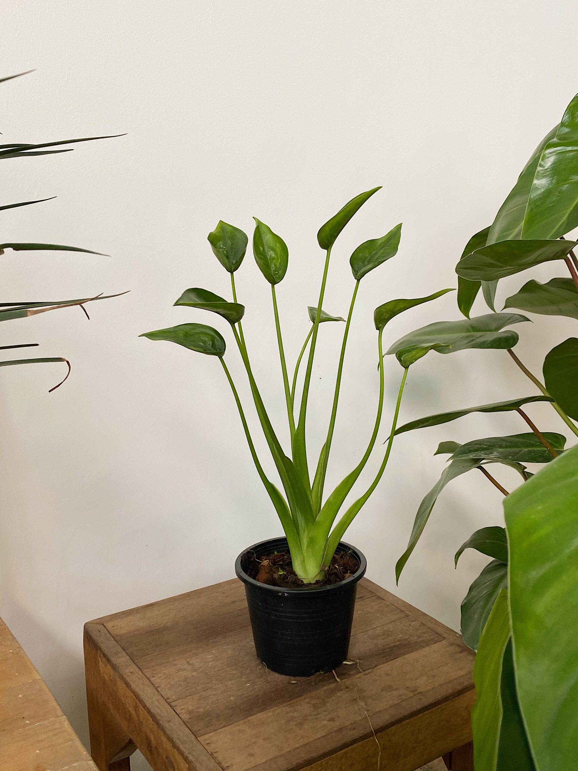 Alocasia Cucullata dwarf