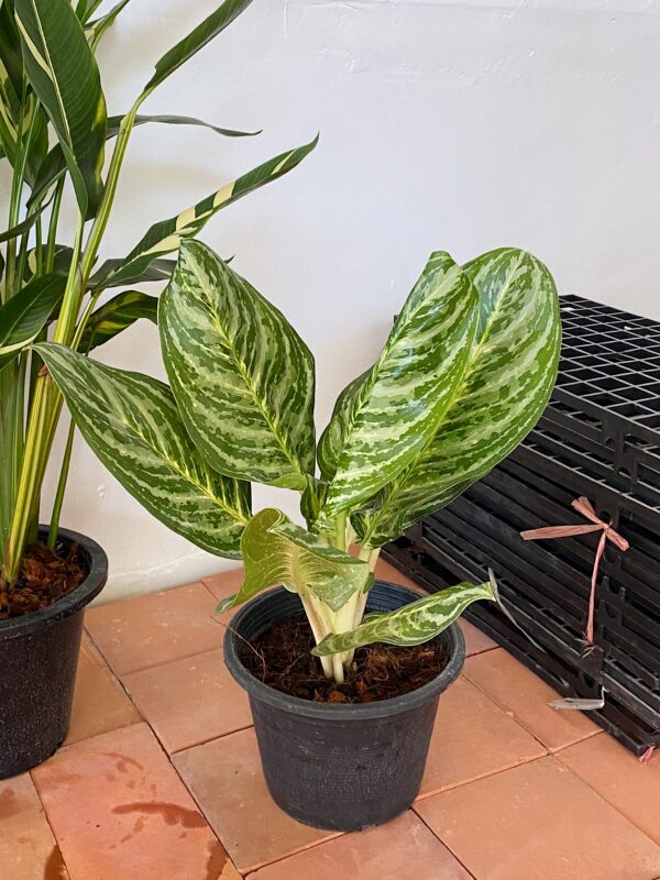 Chinese Evergreen Large