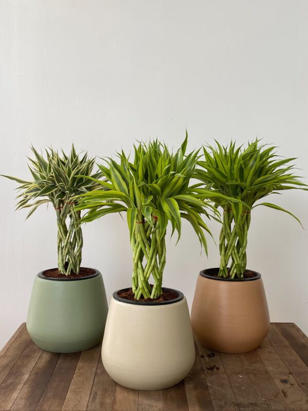 Braided Lucky Bamboo + Terracotta Bundle