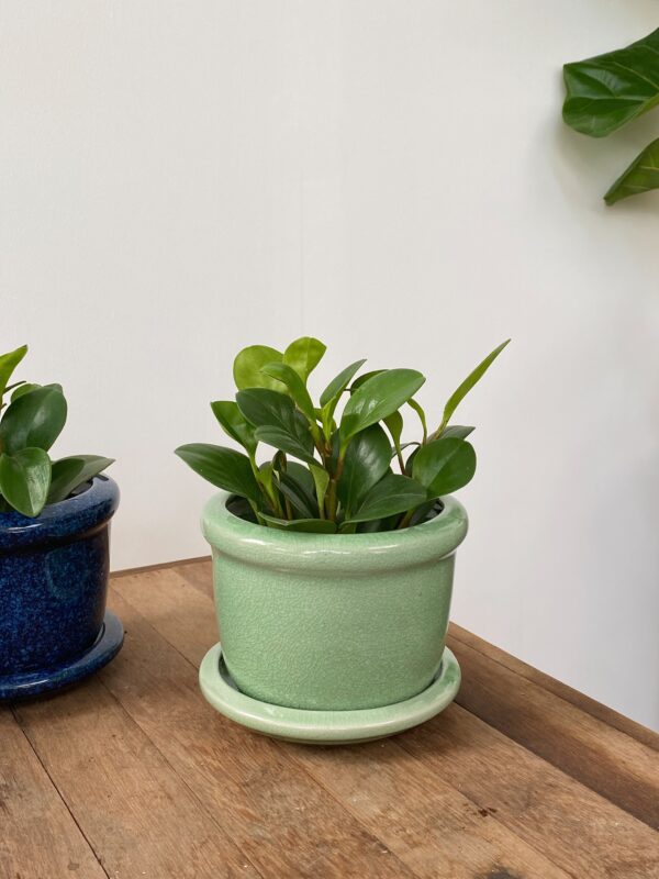 Peperomia - Image 2