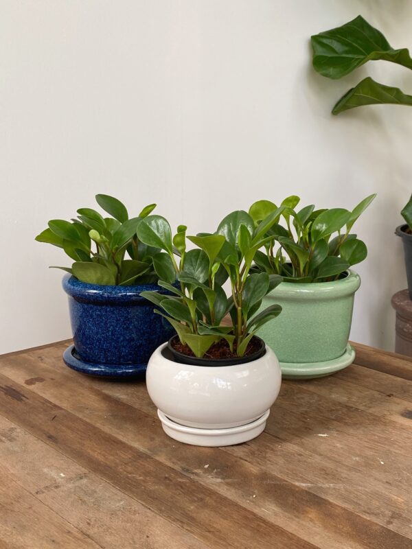 Peperomia