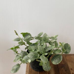Episcia
