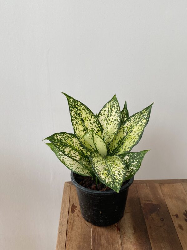 Gold Dust Dracaena