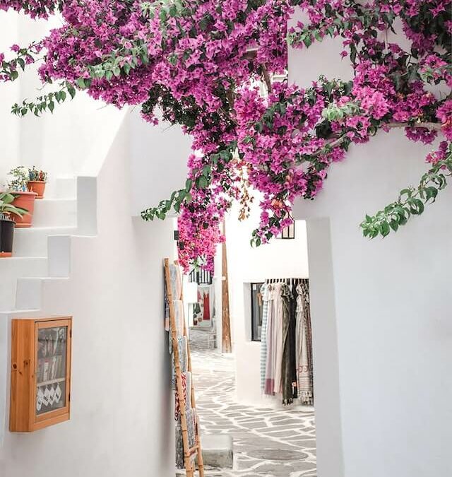 Bougainvillea Care Guide