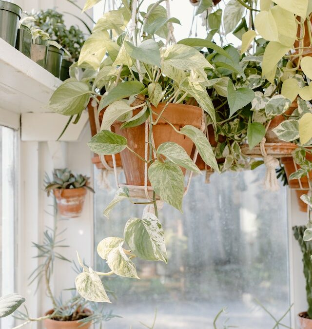 Growing Pothos with Ease